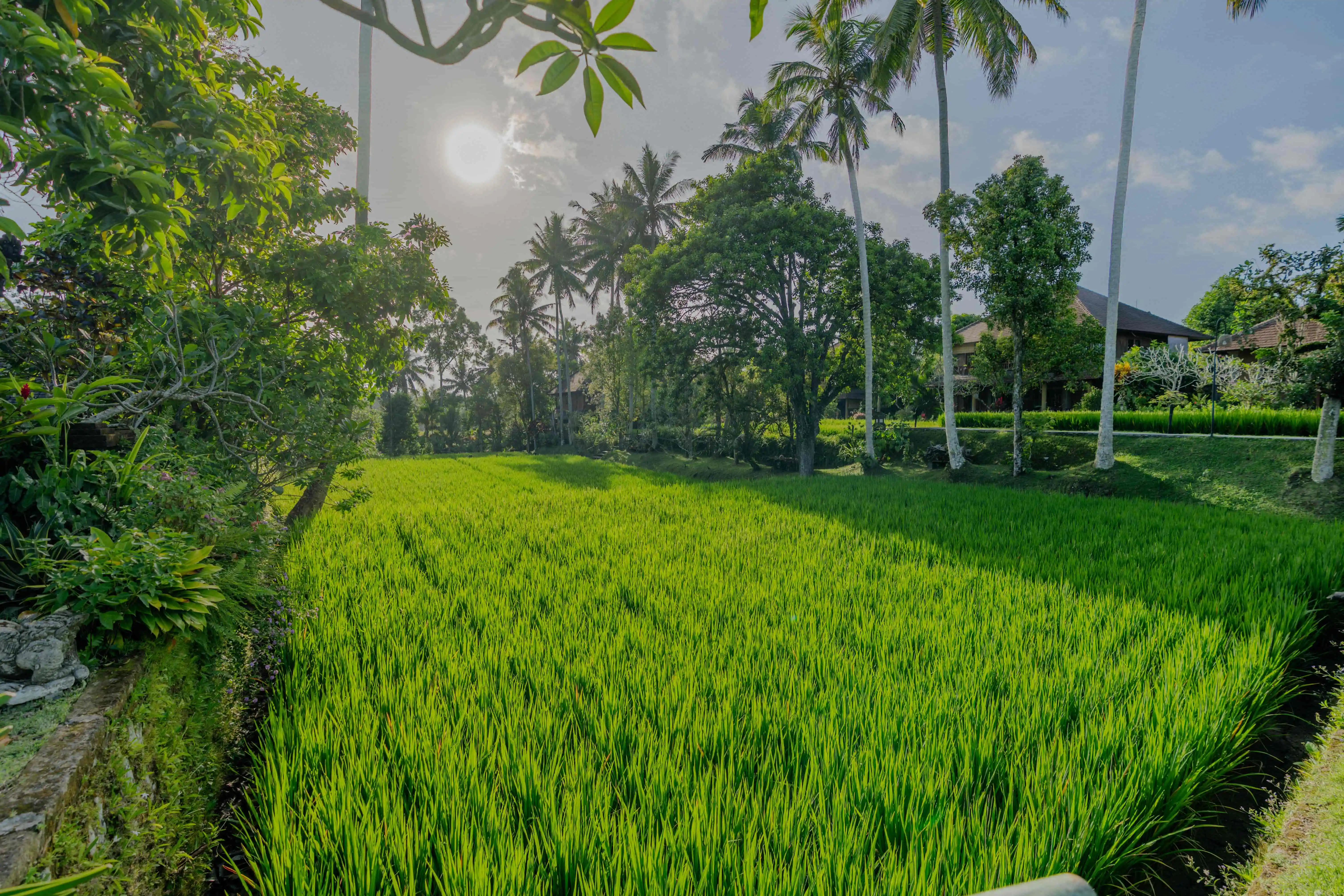 Serene in Ubud