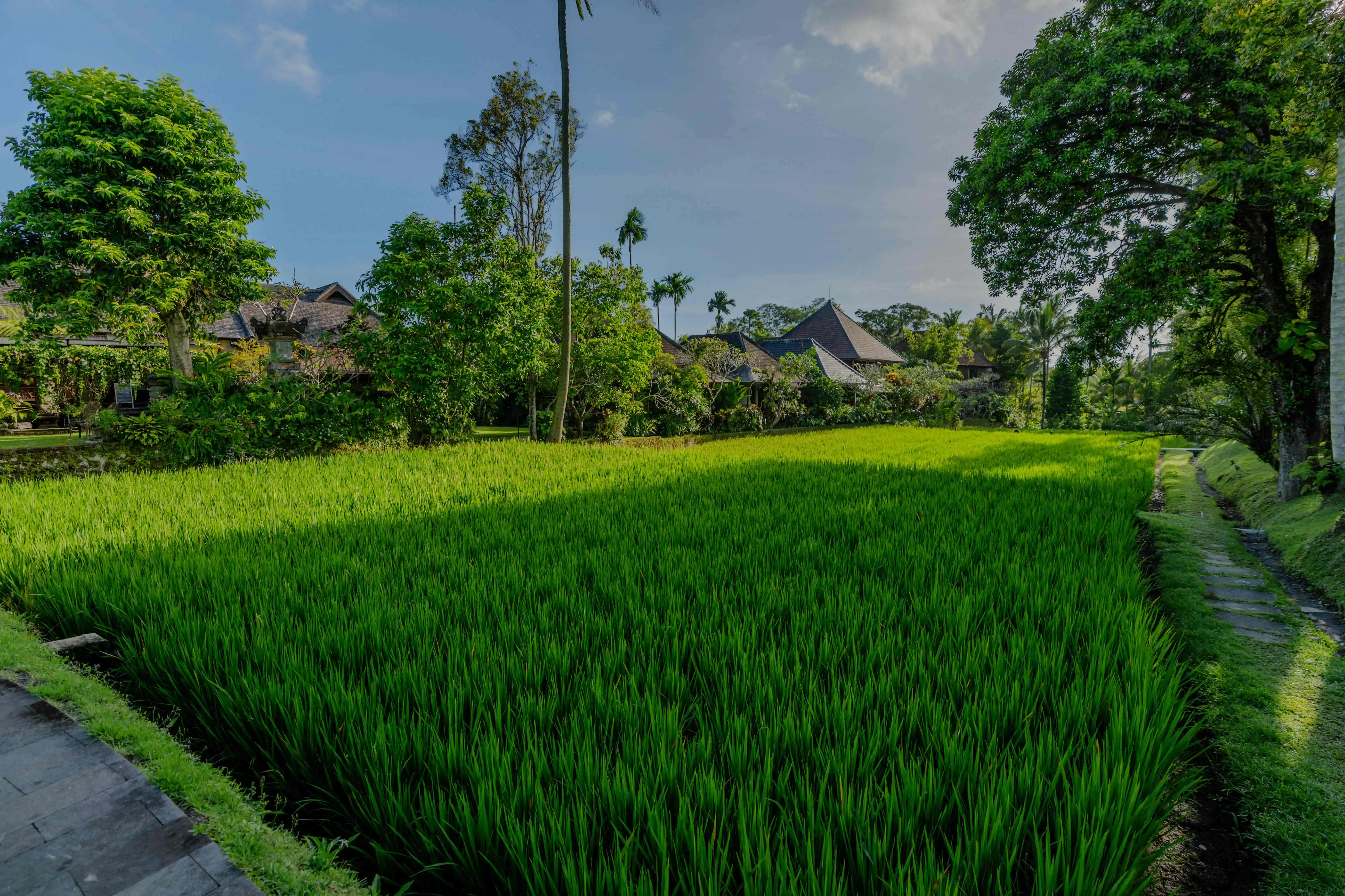 Serene in Ubud