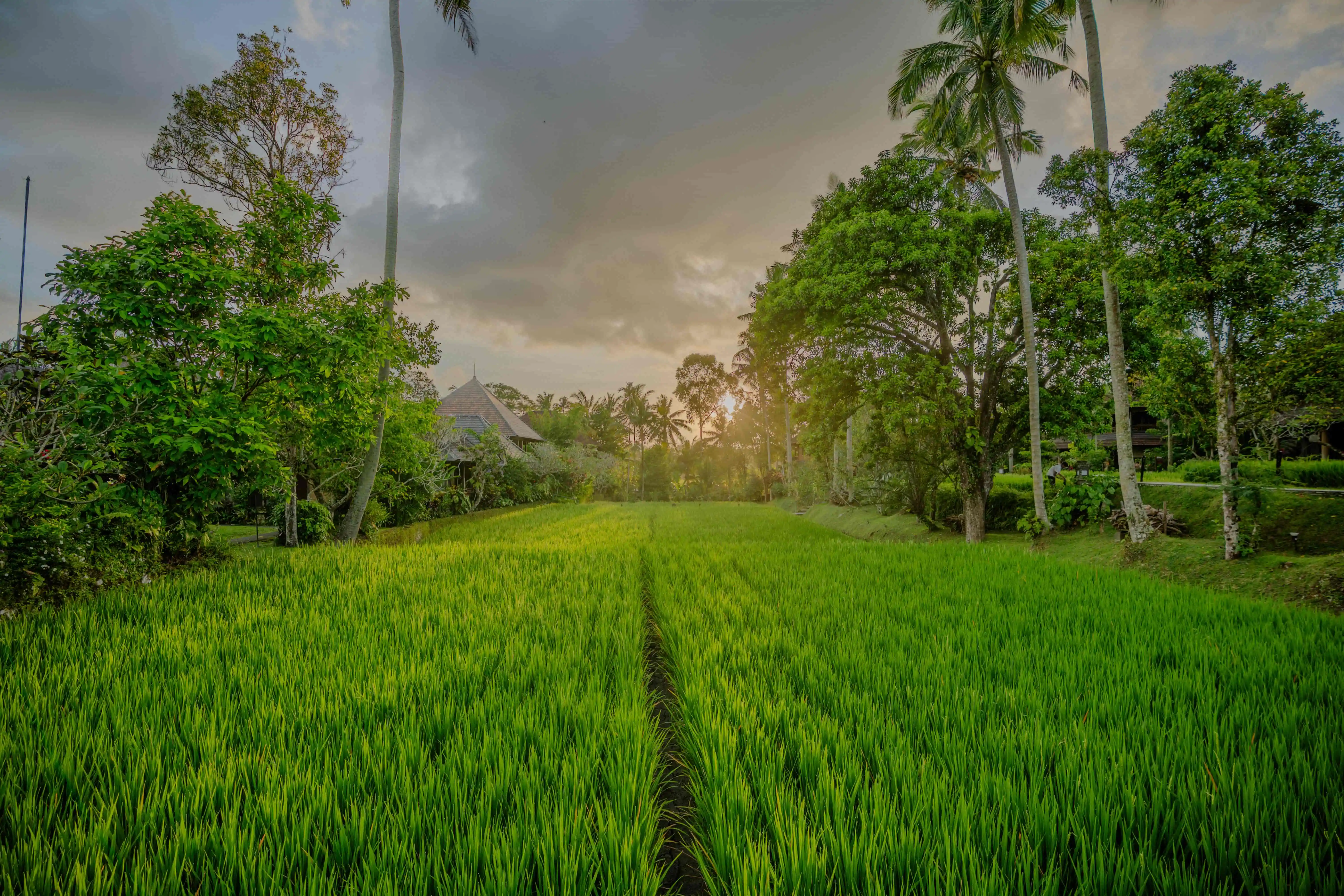 Serene in Ubud