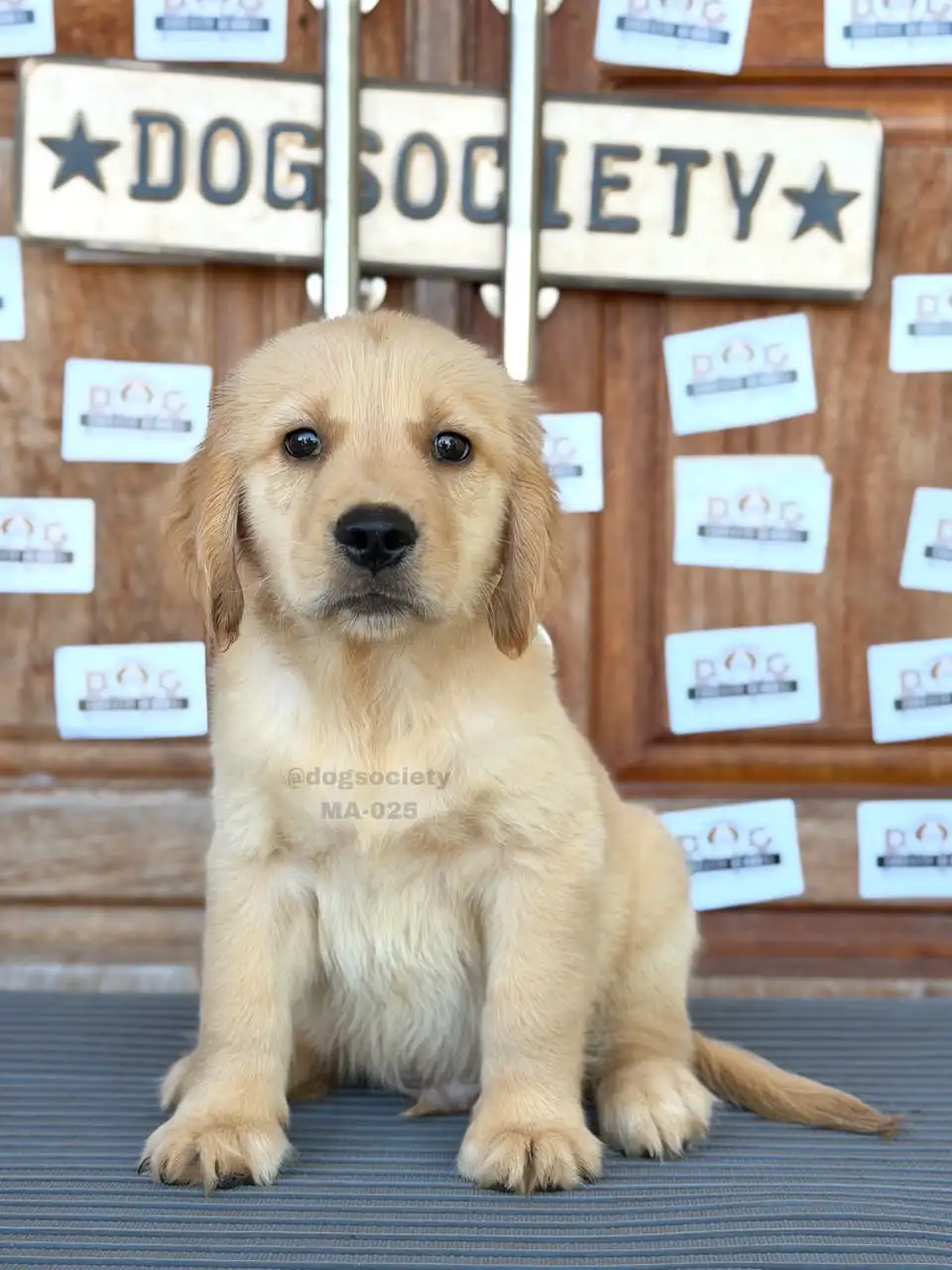 Golden Retriever male 025