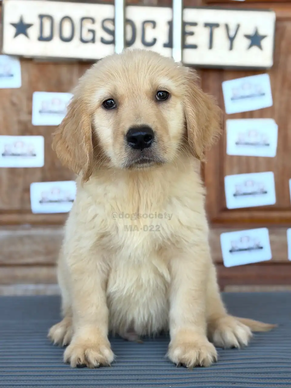 Golden Retriever male 022