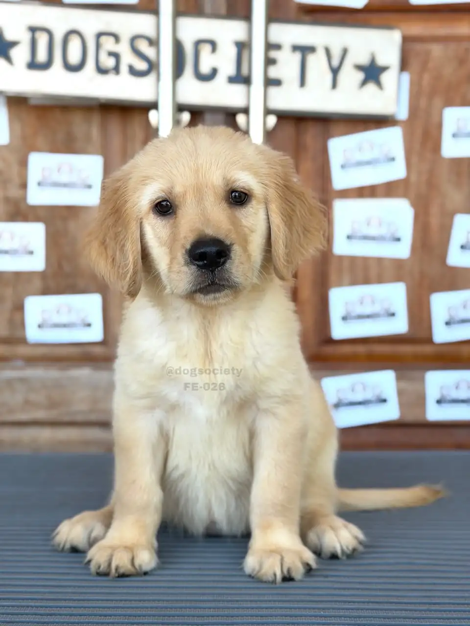 Golden Retriever female 026