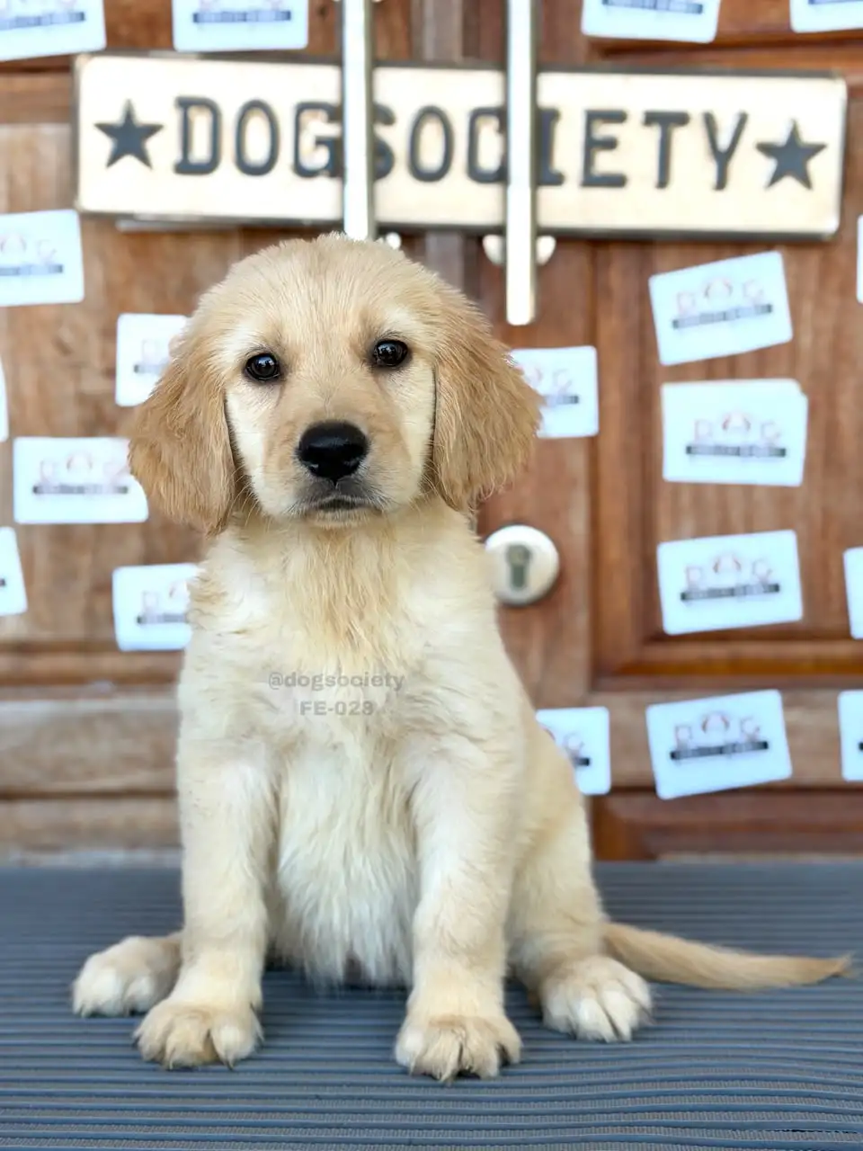 Golden Retriever female 028