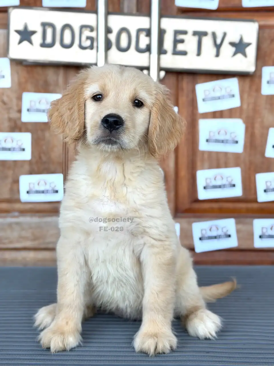 Golden Retriever female 029