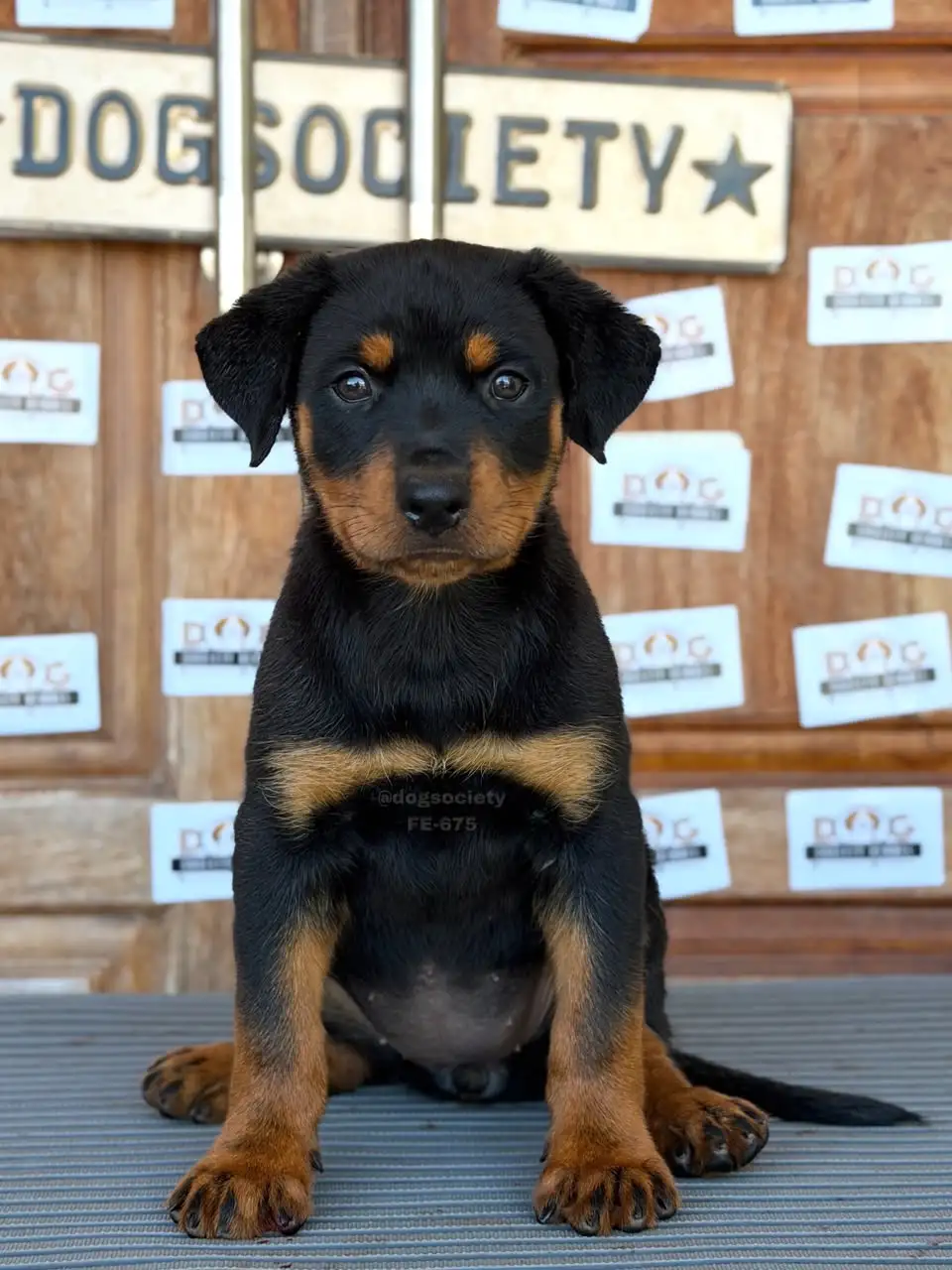 Rotweiler female 675