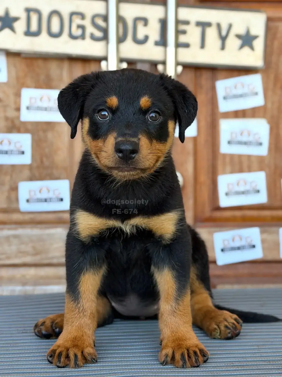 Rottweiler female 674