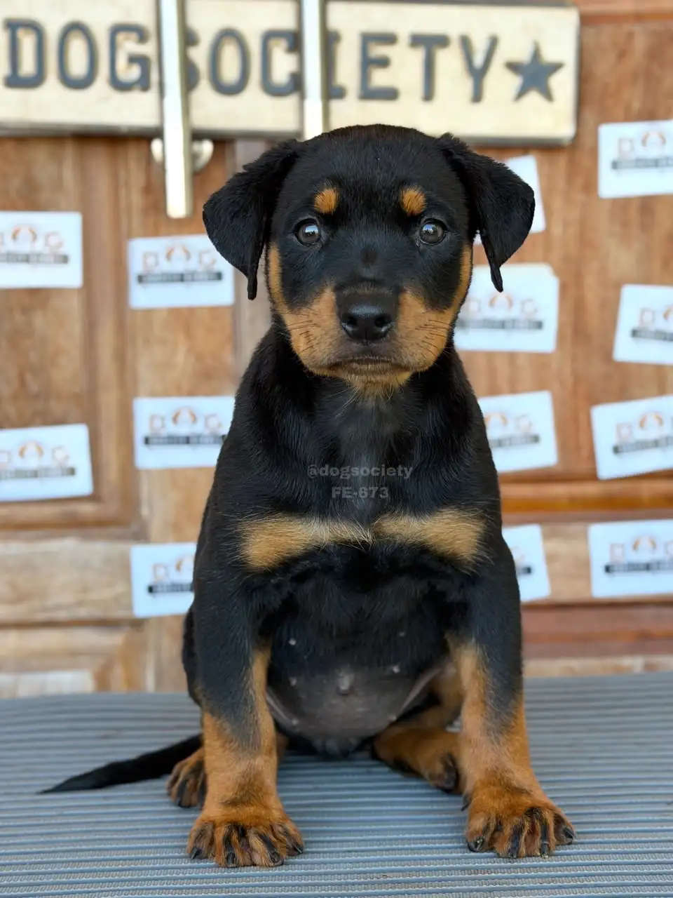 Rottweiler female 673