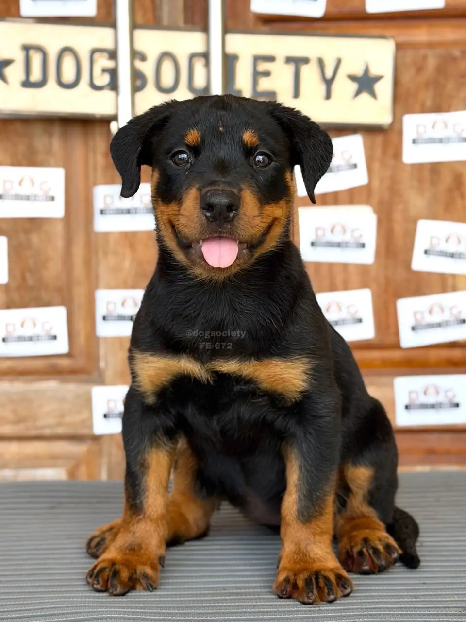 Rottweiler female 672