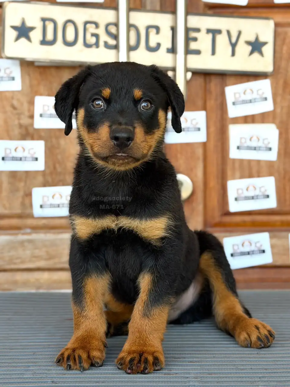 Rottweiler male 671