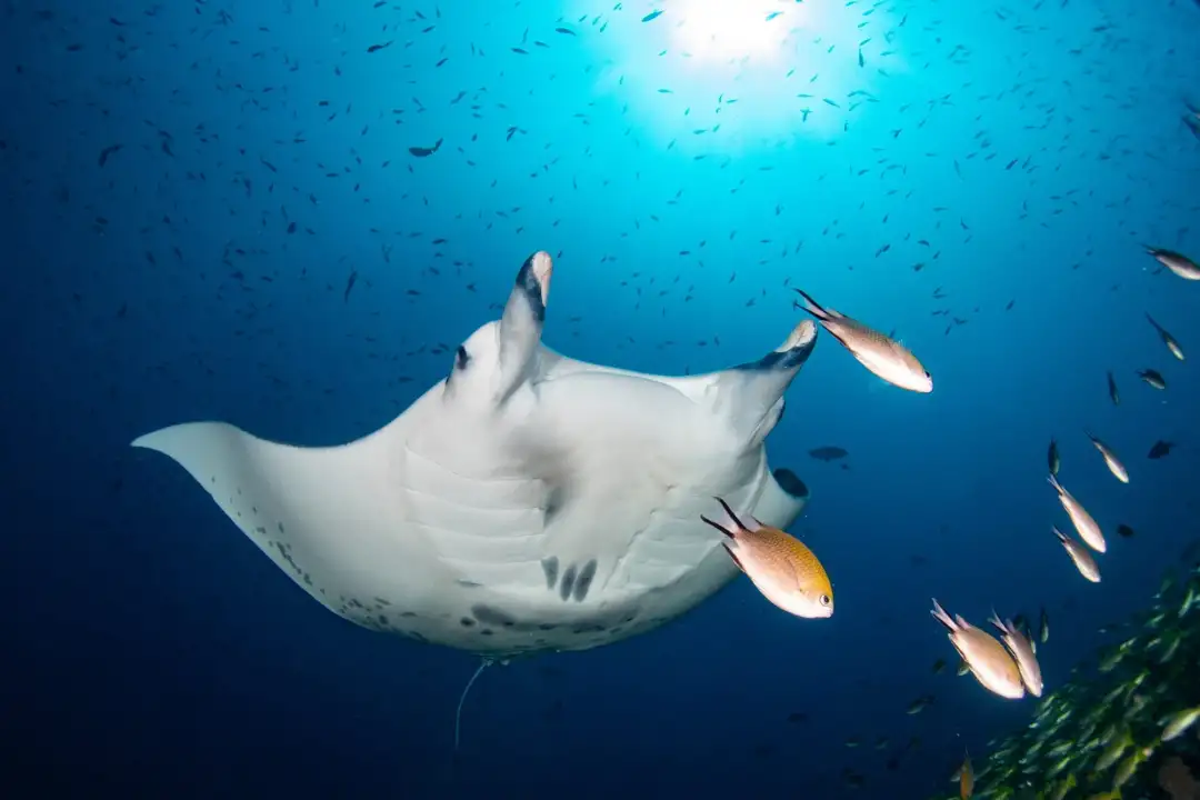 Snorkeling Only Package