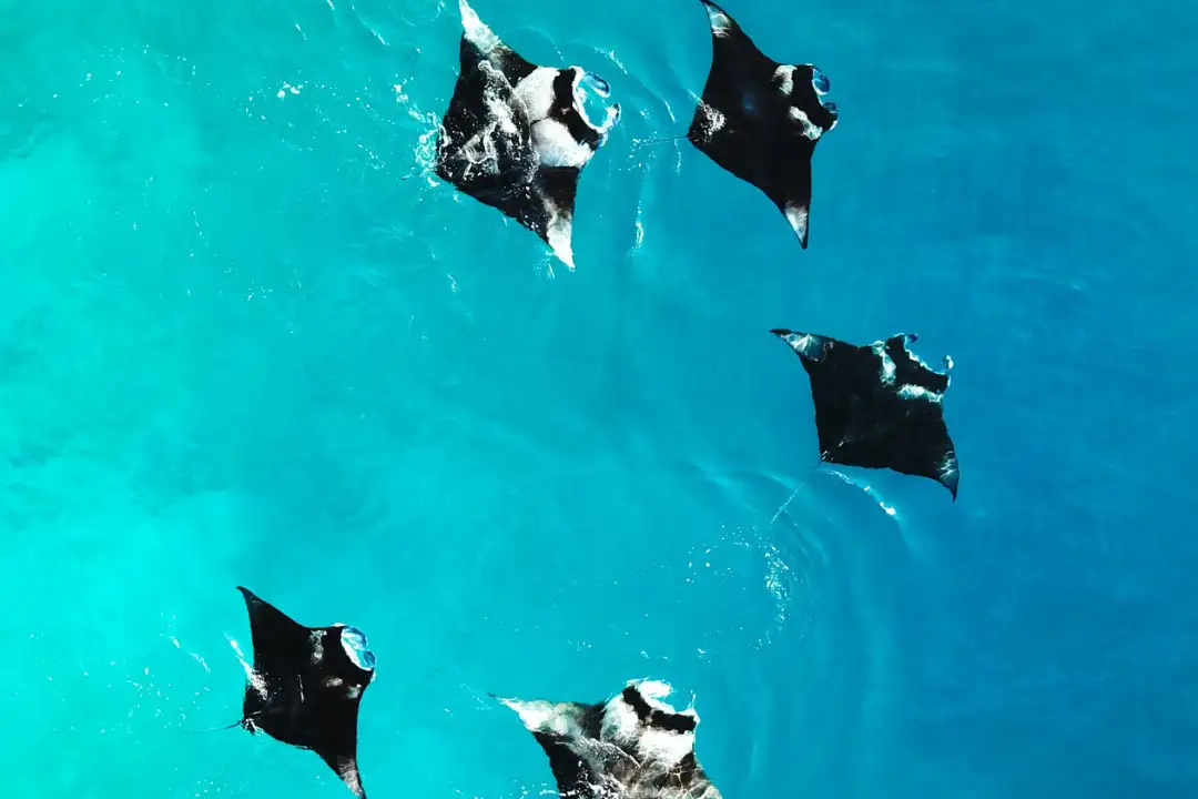 Snorkeling Only Package