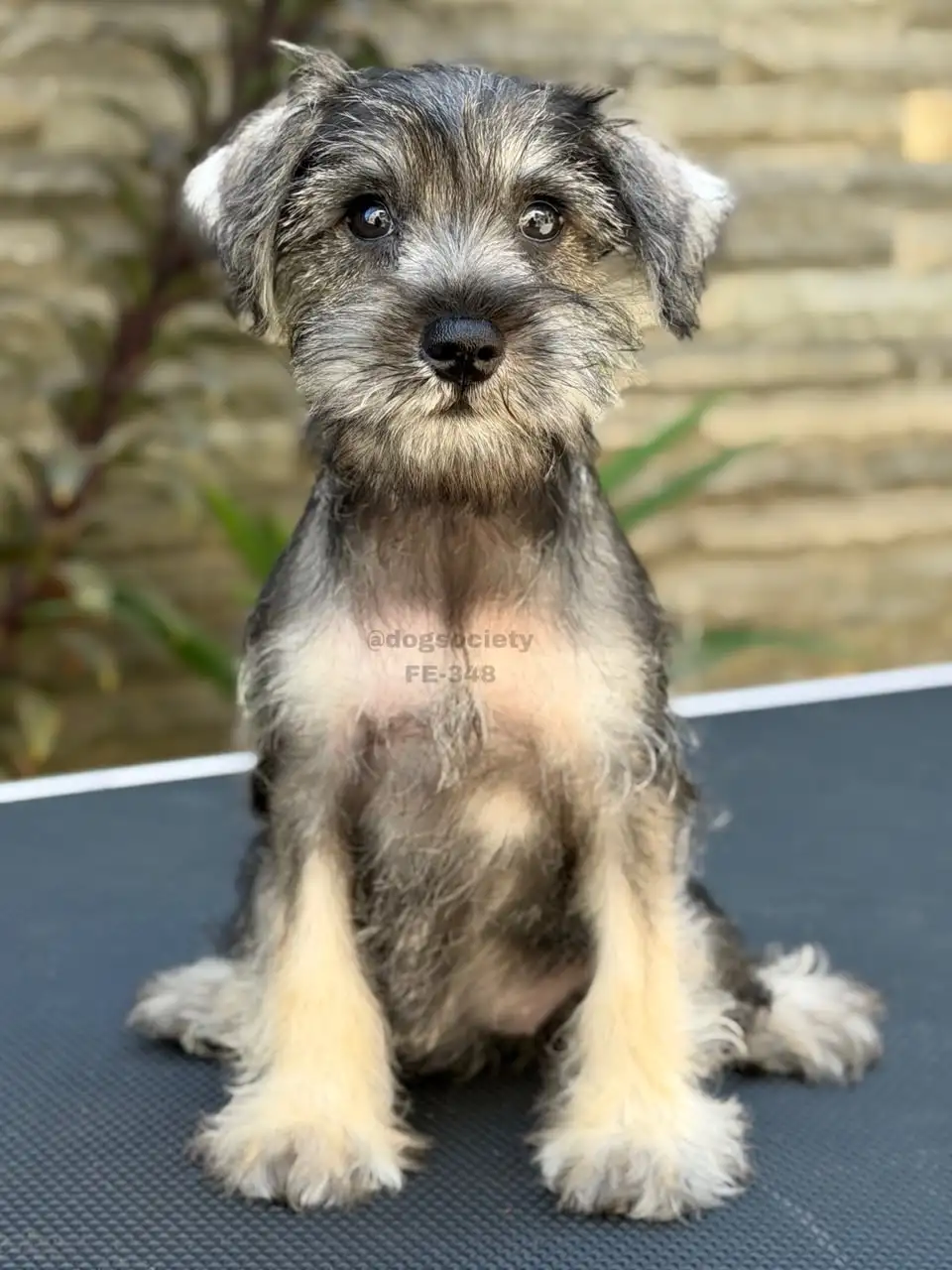 Miniature schnauzer female 348