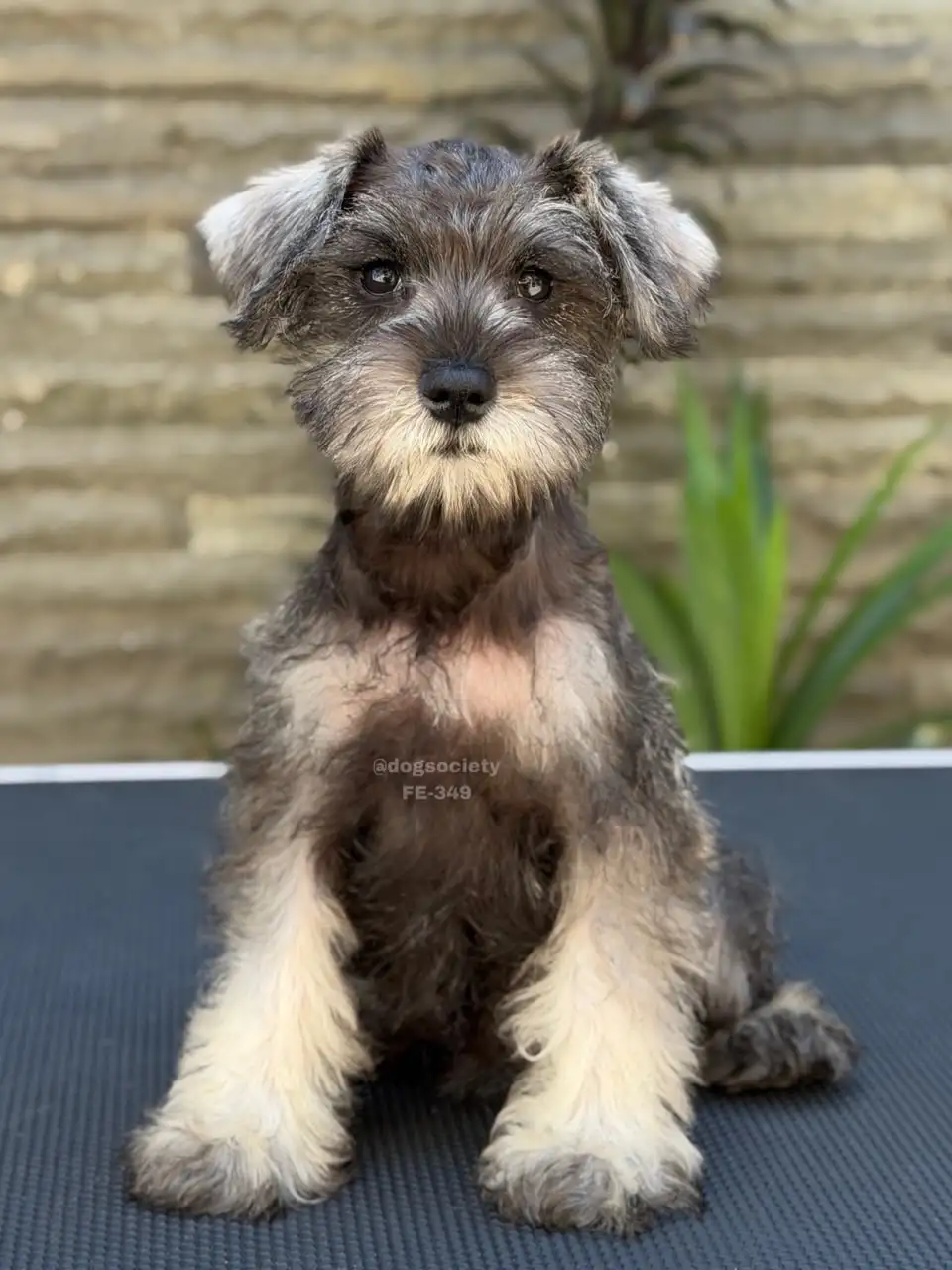 Miniature schnauzer female 349