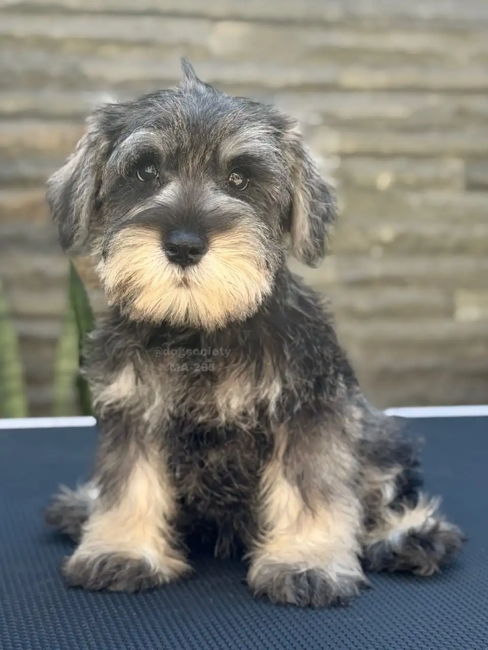 Miniature Schnauzer male 265