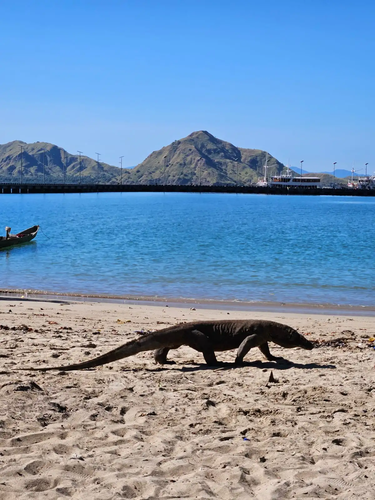4 DAYS / 3 NIGHT WHALE SHARKS – KOMODO – FLORES