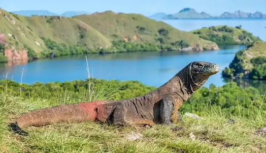  Explore Komodo 4D/3N Departure From labuhan Bajo to Lombok Share Package