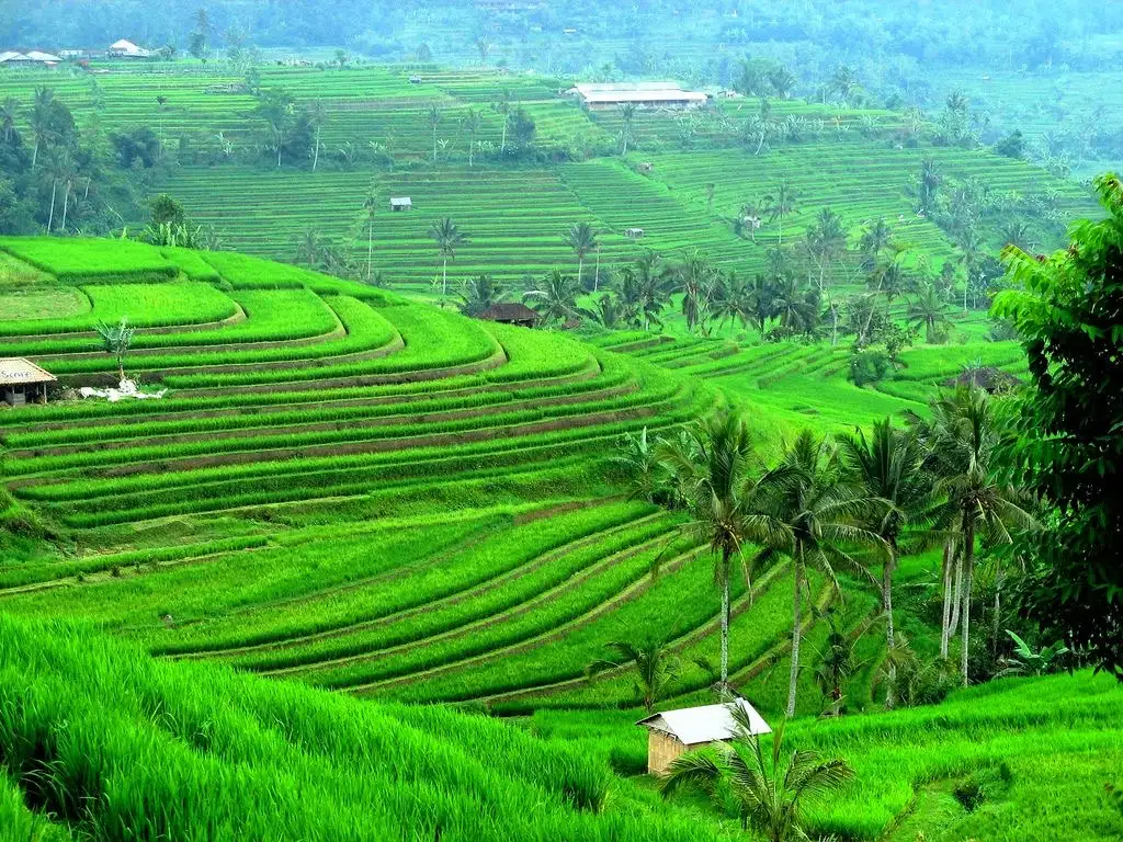 Bali Cycling Tour View 5