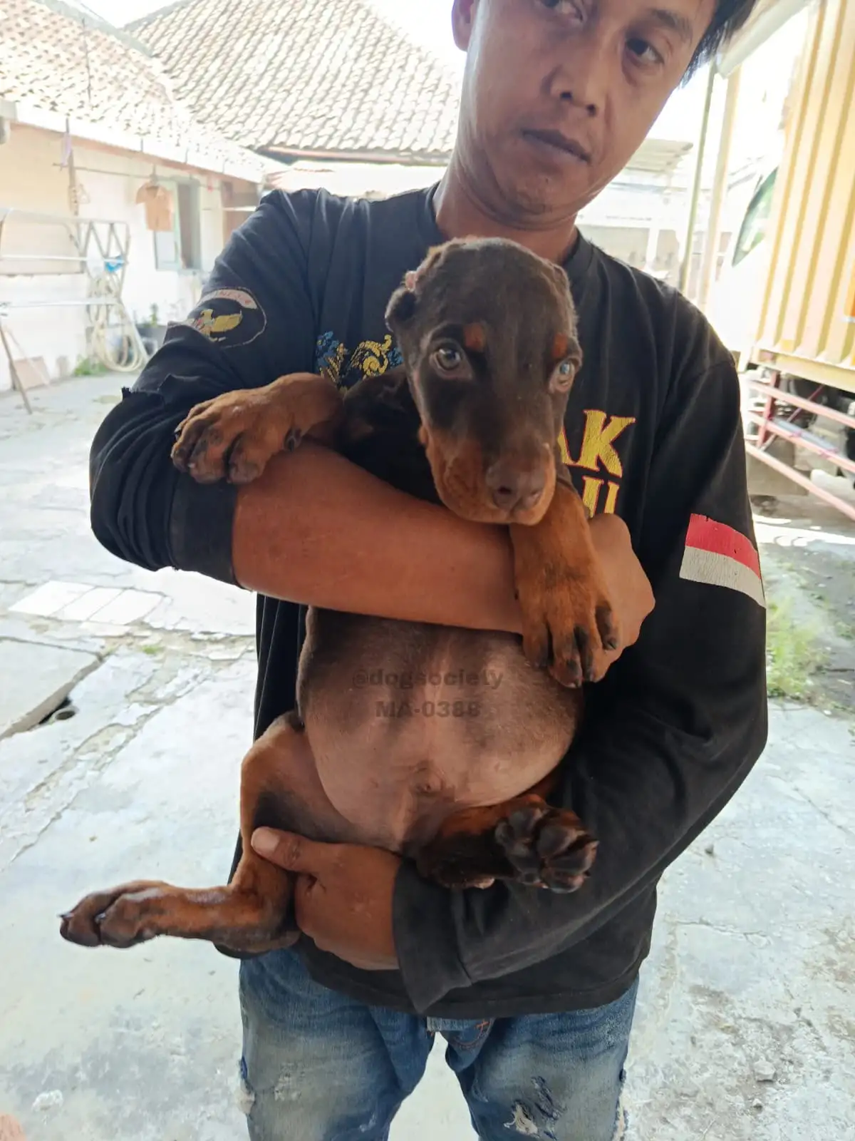 Open Booking Doberman Pinscher male 0388