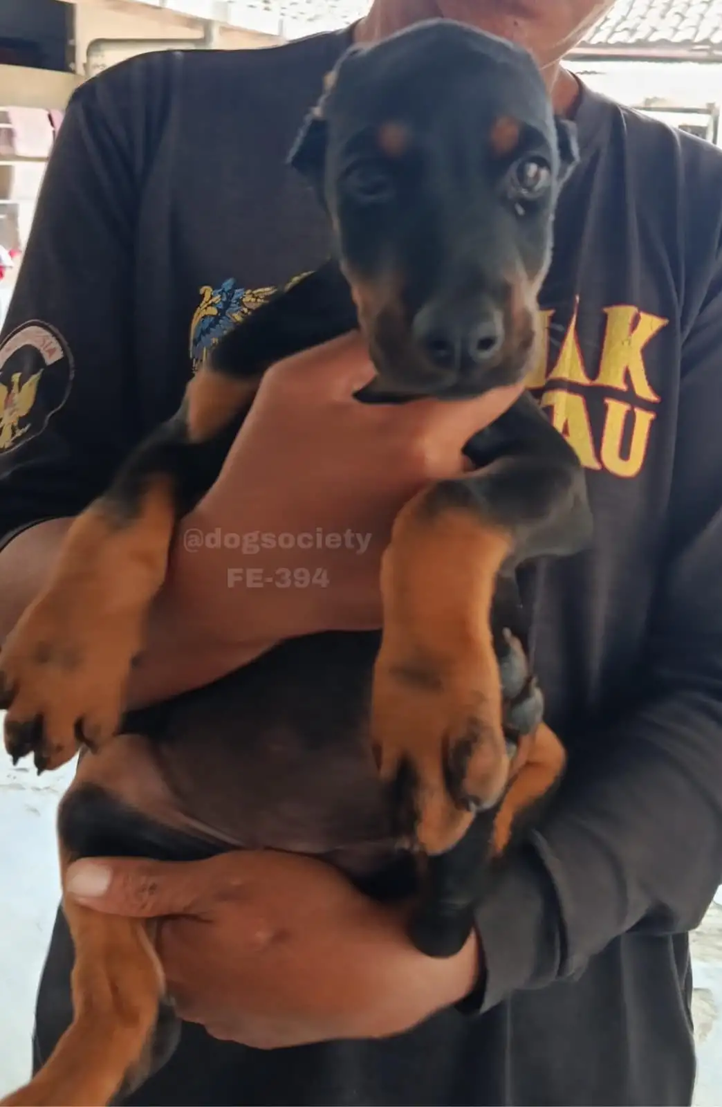 Open Booking Doberman Pinscher female 394